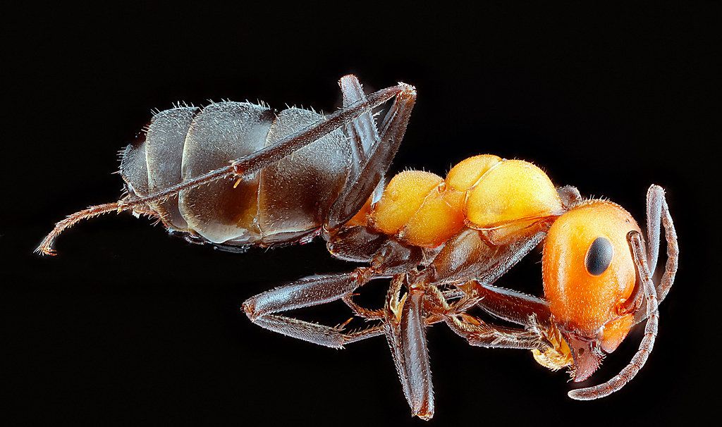 Ant Control service in Myrtle Beach, SC