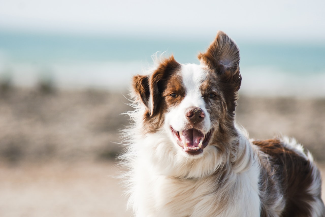 Flea & Tick Control service in Myrtle Beach, SC