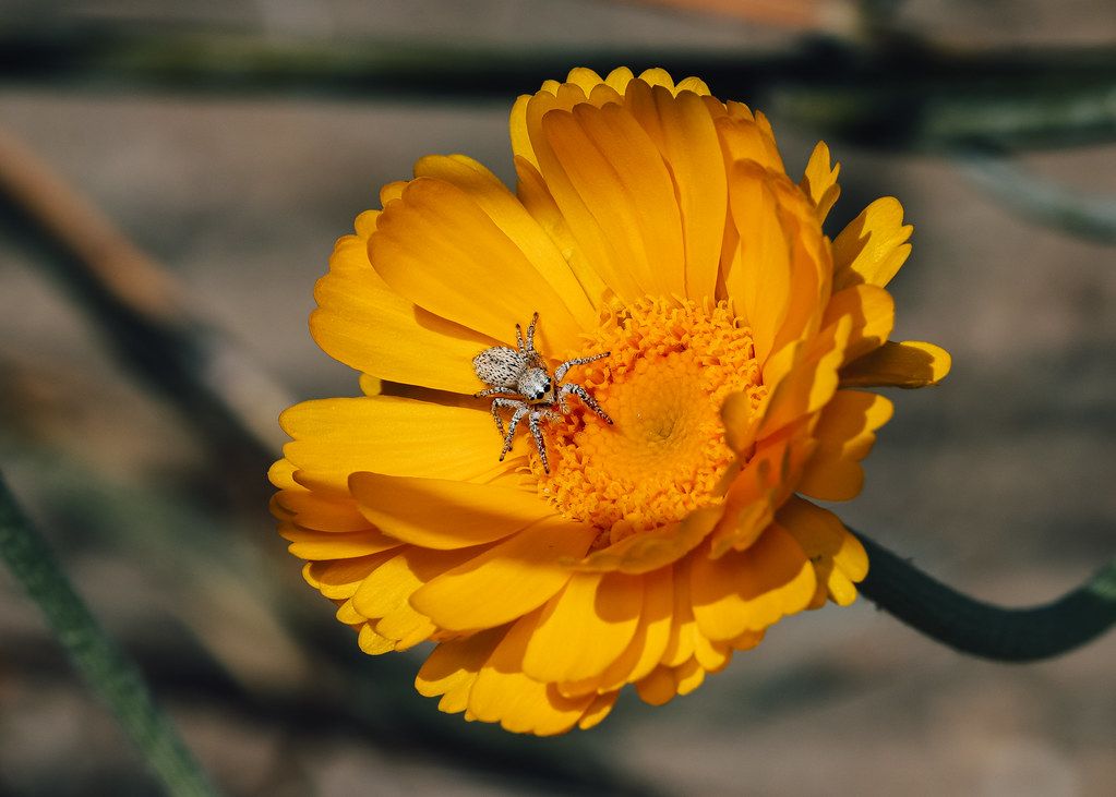Spider Control service in Myrtle Beach, SC